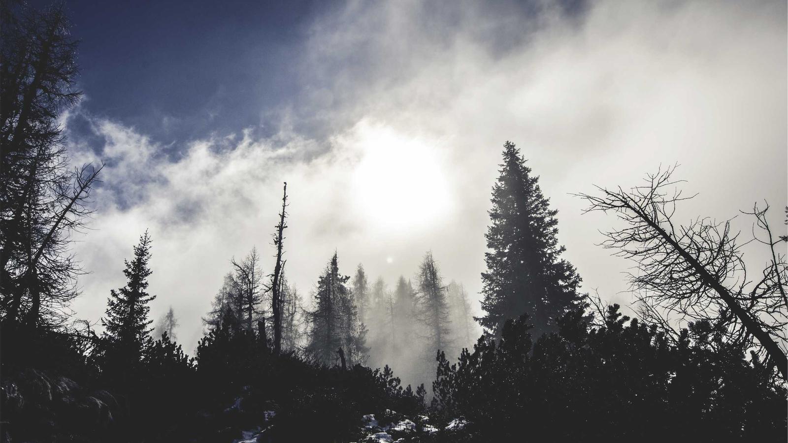 Self-Hosted AI with Web Search