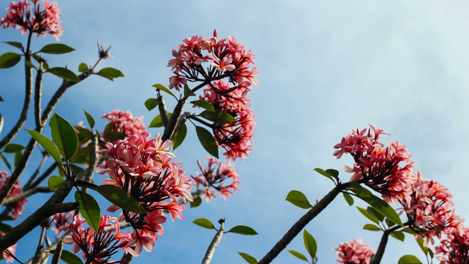 Load balancing and high availability infrastructure